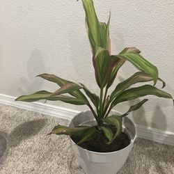 Tropical Plant Easy Pot And Tray