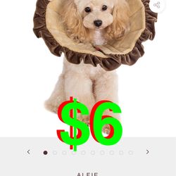 NOAH LION RECOVERY COLLAR (Medium)