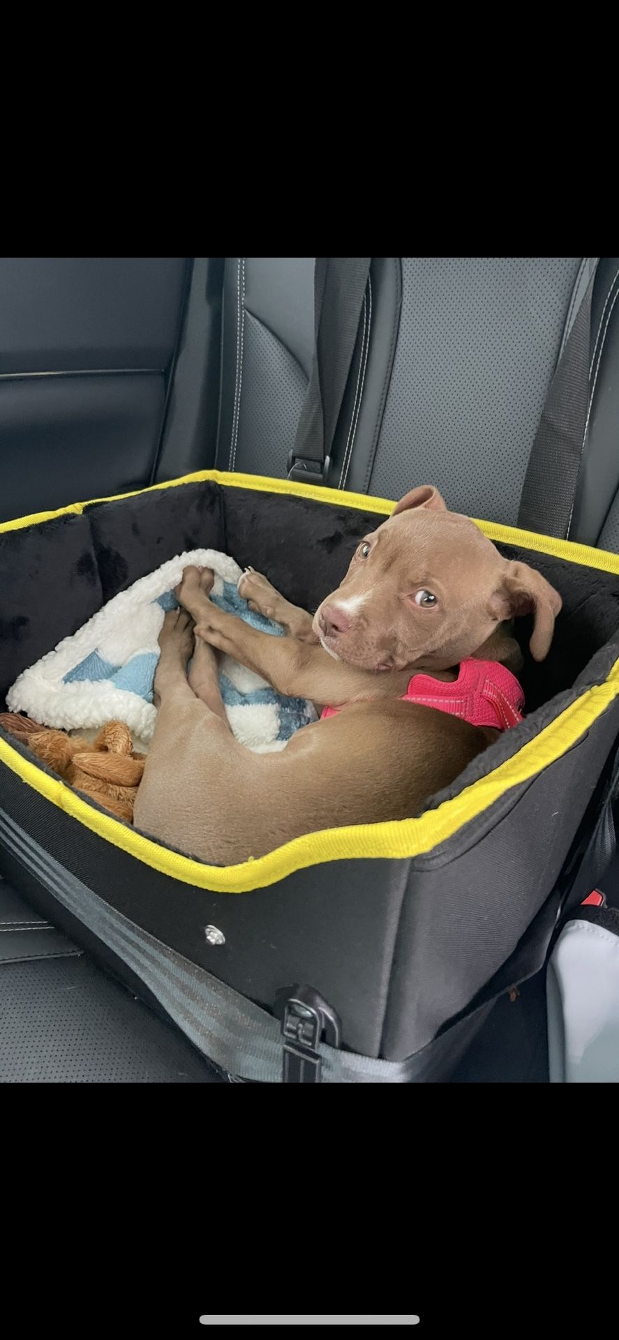 Small Pet Car seat
