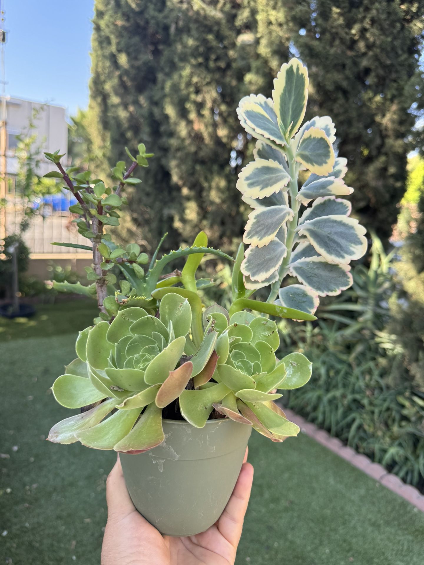 Cute Succulent
