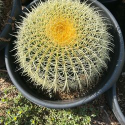 Golden Barrel 15g 