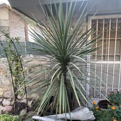 Large, Well-established Ornamental Yucca Plant