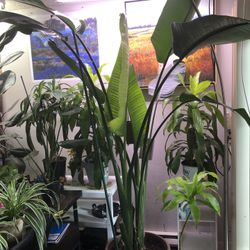 Two Birds Of Paradise/ Great Health/ New Leaves Folding Open 