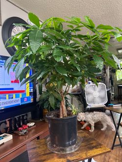 Dollar Tree 🌳 everyone what’ed large in size