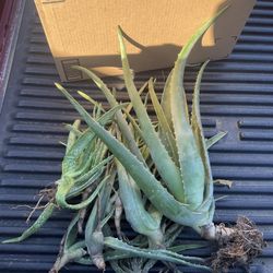 Aloe Plant Tools 