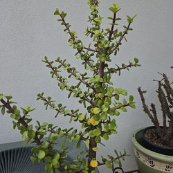 Jade Succulent 