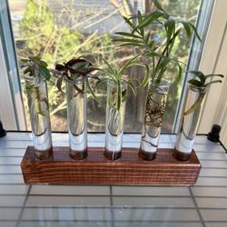 Assorted distressed yellow pine plant holders with rooted house plant cuttings
