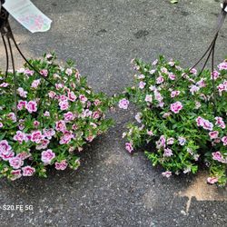 Calibrachoa Hanging Baskets
