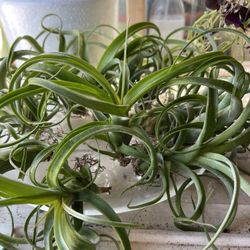 Air Plants