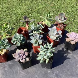 Succulent Plants