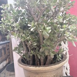 2ft Tall Jade Plant Bonsai 1,000