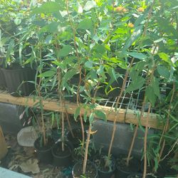 Eucalyptus Tree Vicks 4ft Tall 1gallon 