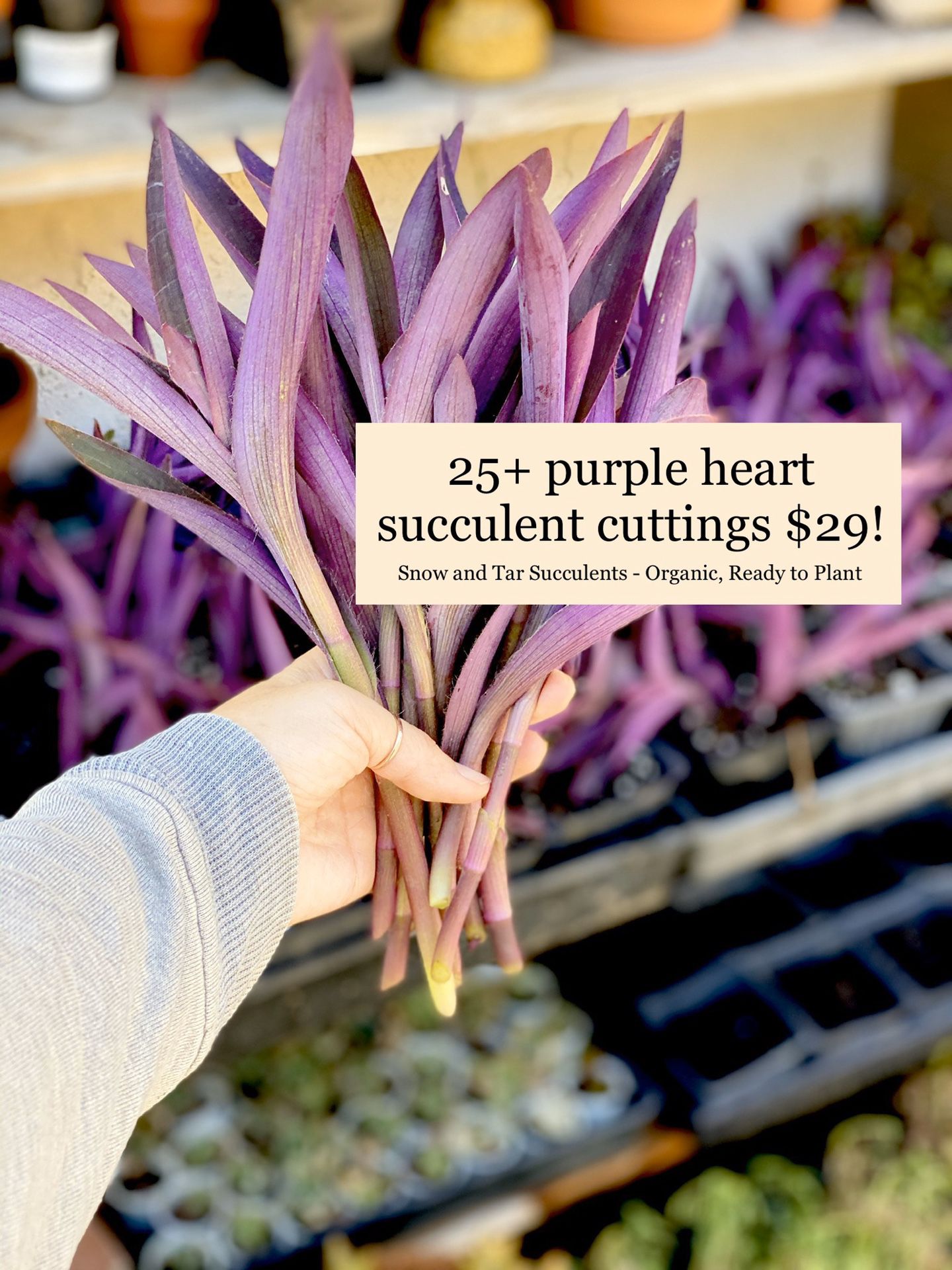 Purple Heart succulent plant cuttings 25+ stems