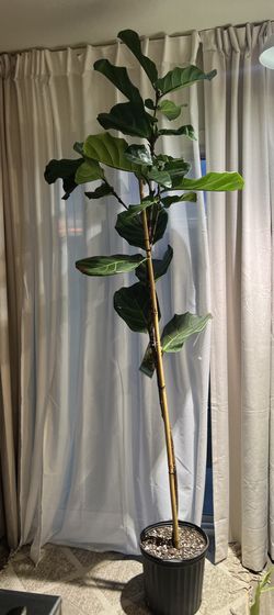 Fiddle Leaf Fig