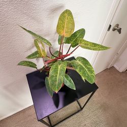 Philodendron Painted Lady