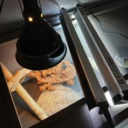 Enclosure with accessories. ***Pet and substrate NOT INCLUDED***