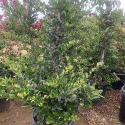 Ligustrum japonicum, Waxleaf Privet Hedges plant, 15gal 