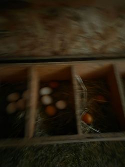 Chickens eggs