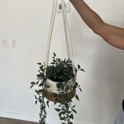 Wall Succulents Decorations