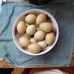 Chicken Eggs