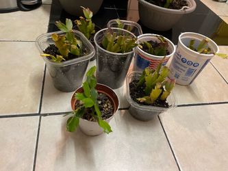 Cactus de navidad