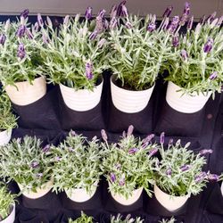 Plants (4”pot💜Mexican Lavender $7 each)