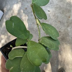 Hoya Kerri Heart Plant