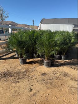 Pygmy palms 14” pots