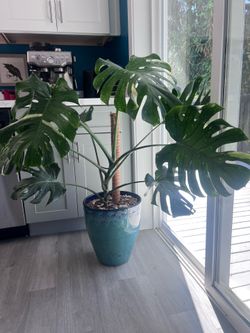 Thai Constellation Monstera with Pot