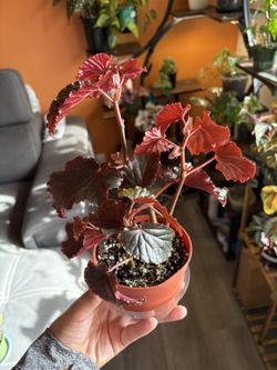Black Magic Begonia