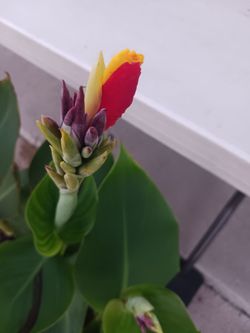 Canna Lilis or planta badera