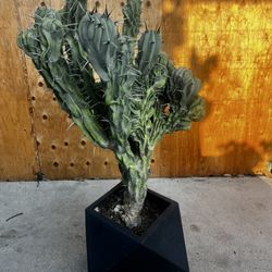 Cereus Peruvianus Monstrose/Monstrose Apple Cactus