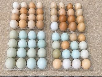 Farm fresh eggs 7$ a dozen