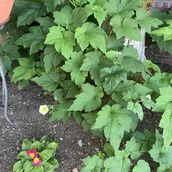 PLANTS, PLANTS & MORE PLANTS!