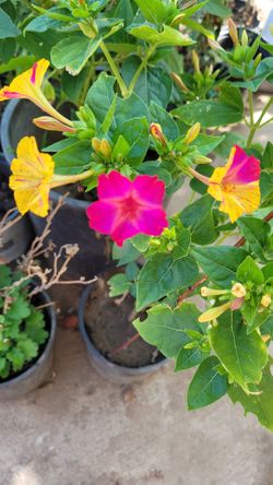 Flower Plant