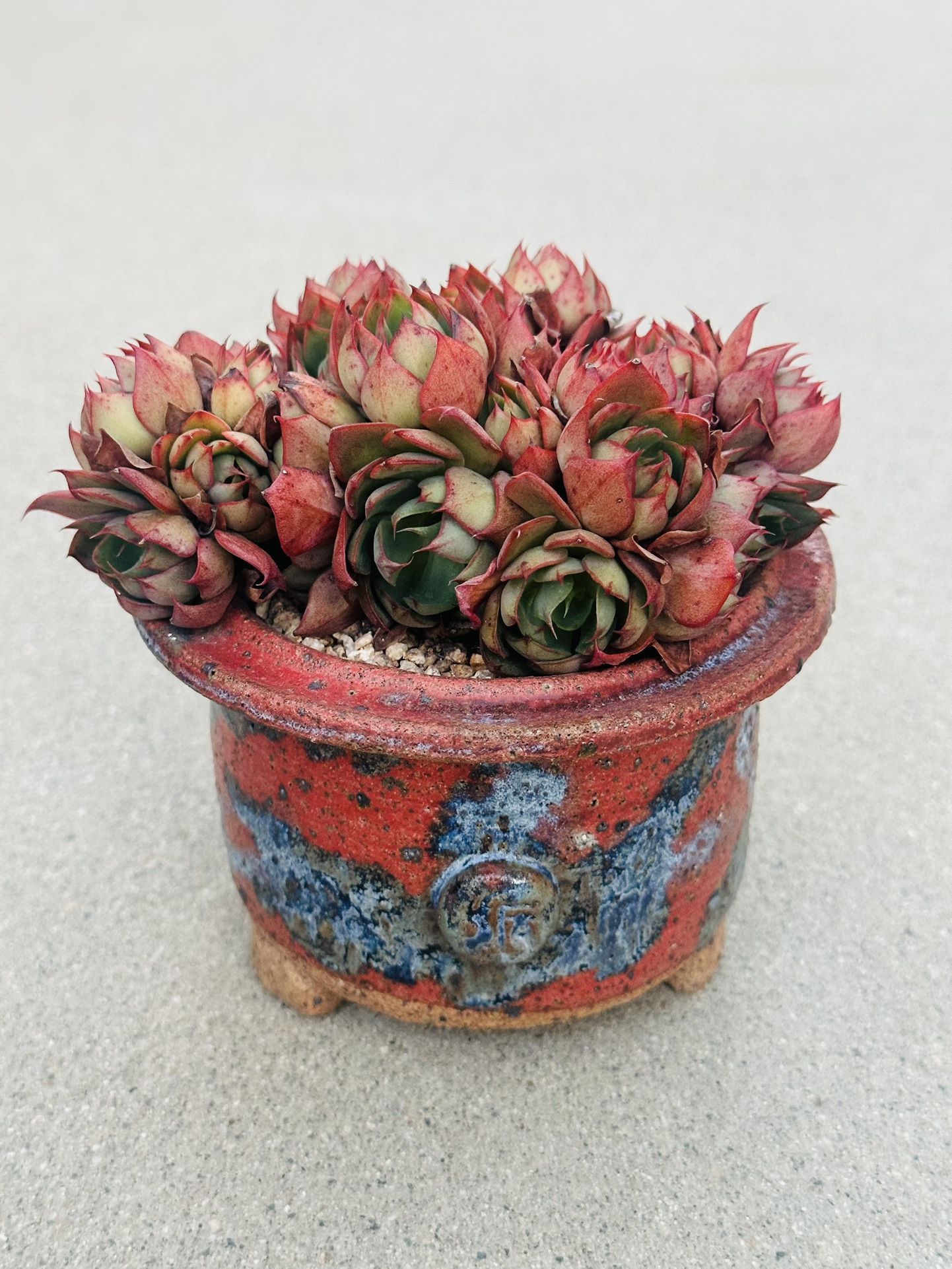 Succulents plants 🪴 (Echeveria 'Yangjin')
