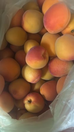 Apricot