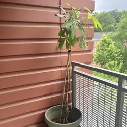 Plant With Large Pot