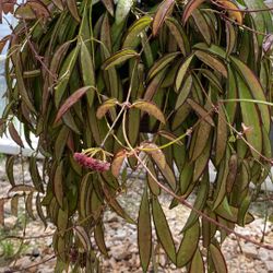 Hoya Wyetii (burgundy flowers) Cuttings