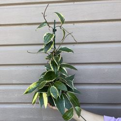 6” hoya macrophylla
