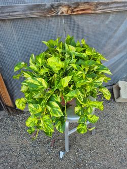 Golden Pothos Plant 10" pot