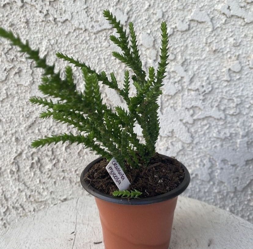 3 Inch Pot Succulent Plant - Crassula Muscosa - Watch Chain - Rooted & Established - Drought Resistant 🪴