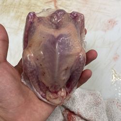 Fresh Pigeons Hand Salughtered