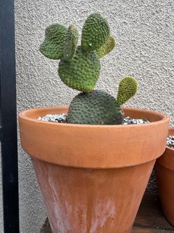 Opuntia Bunny Ears