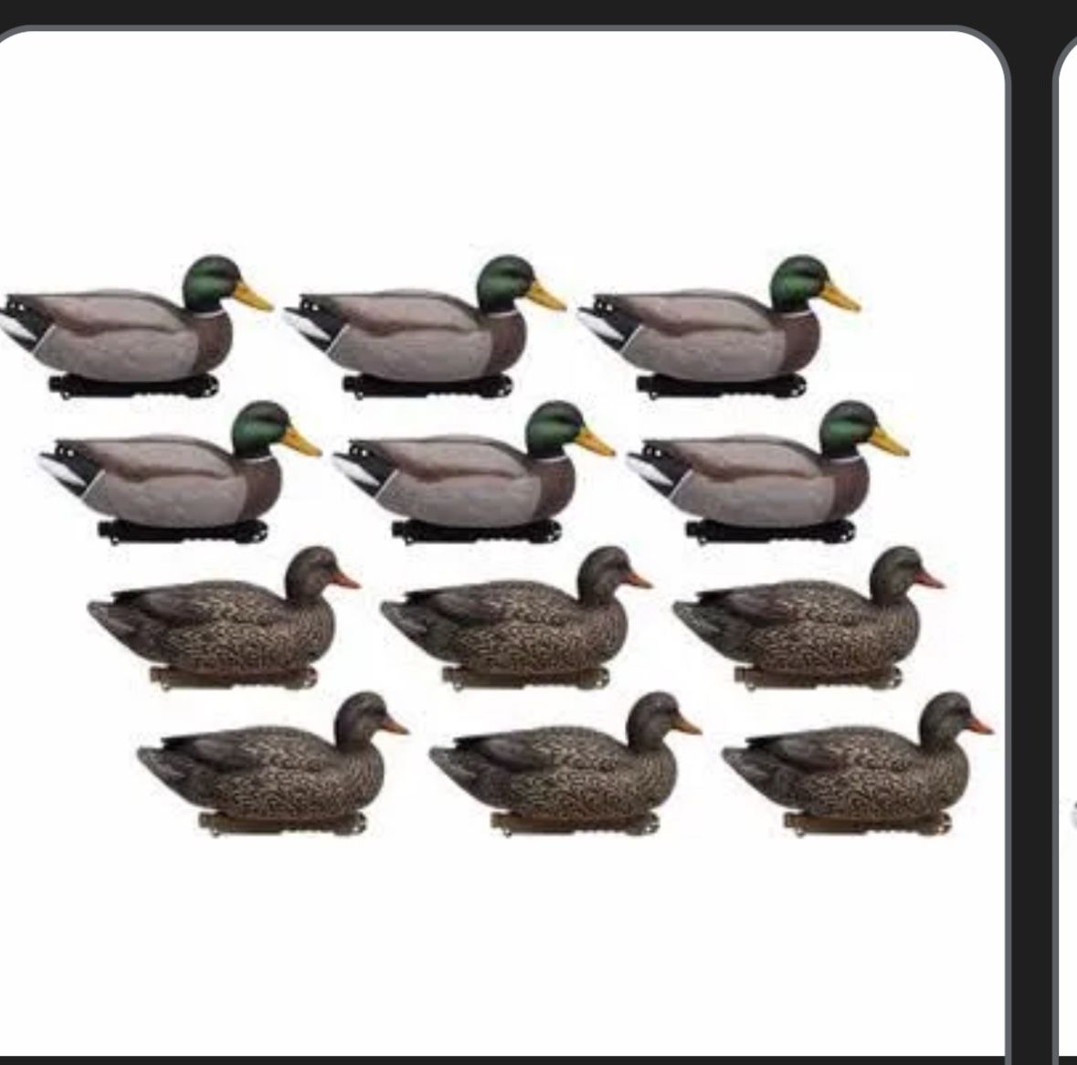 6 Dozen Last Pass Mallard Floater With Rigs