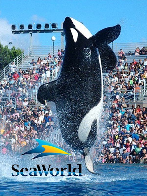 Sea World Tickets for Sale in Kissimmee, FL - OfferUp