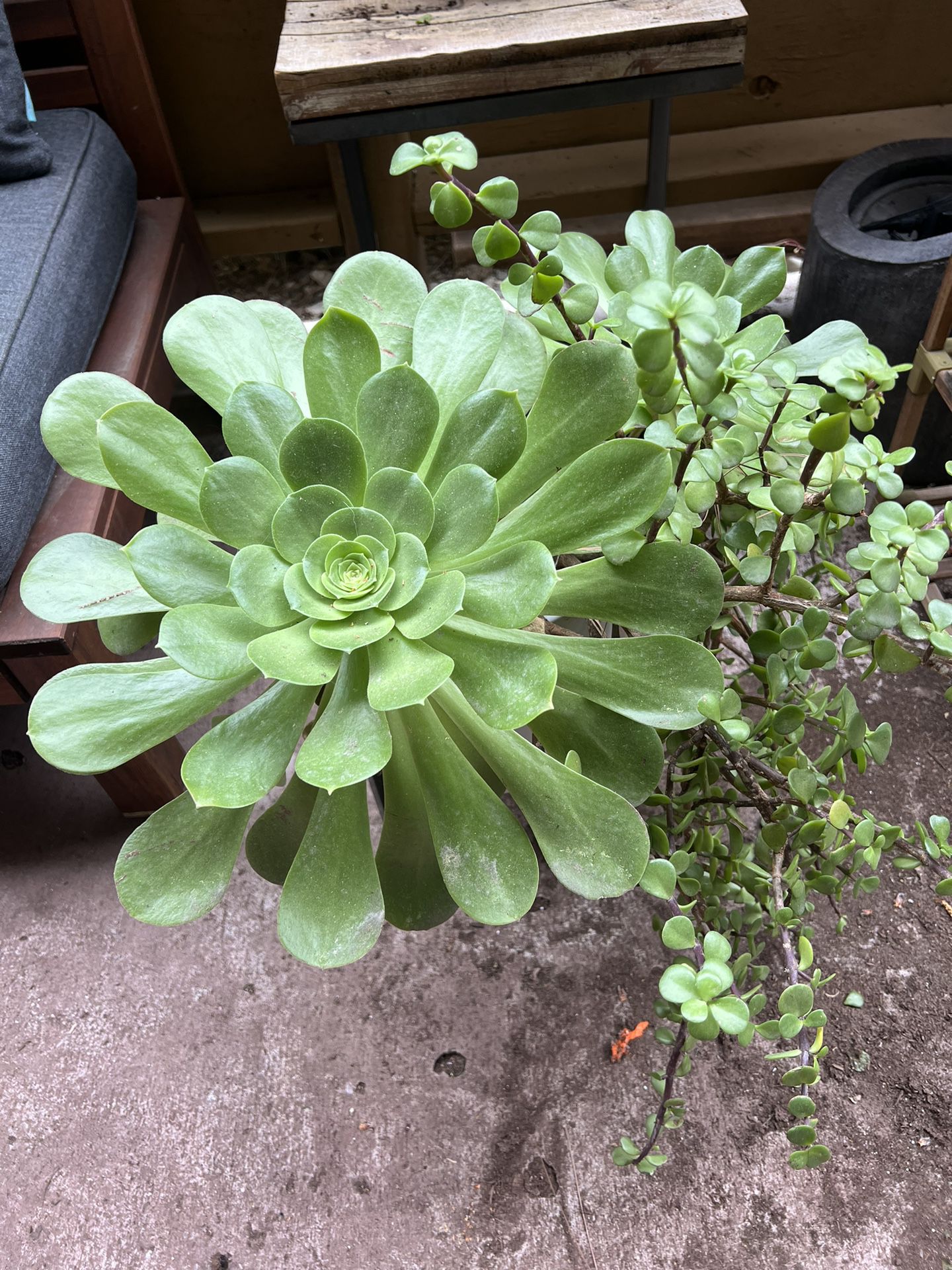 3 Separate Pots With Succulents