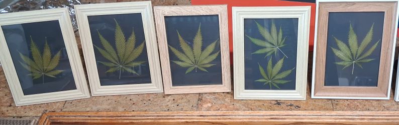 Pressed hemp leaf art