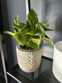 4” Potted Pothos Plant