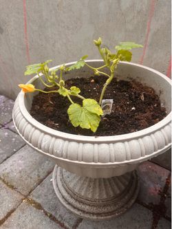Planted cucumbers